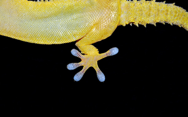 Die feinen Strukturen der Gecko-Füße gehören zu den bekanntesten Superklebern: extrem hohe Klebkraft, rückstandsfrei lösbar und vor allem 100 % biobasiert. Gecko; Bild: ©nico99 - stock.adobe.com