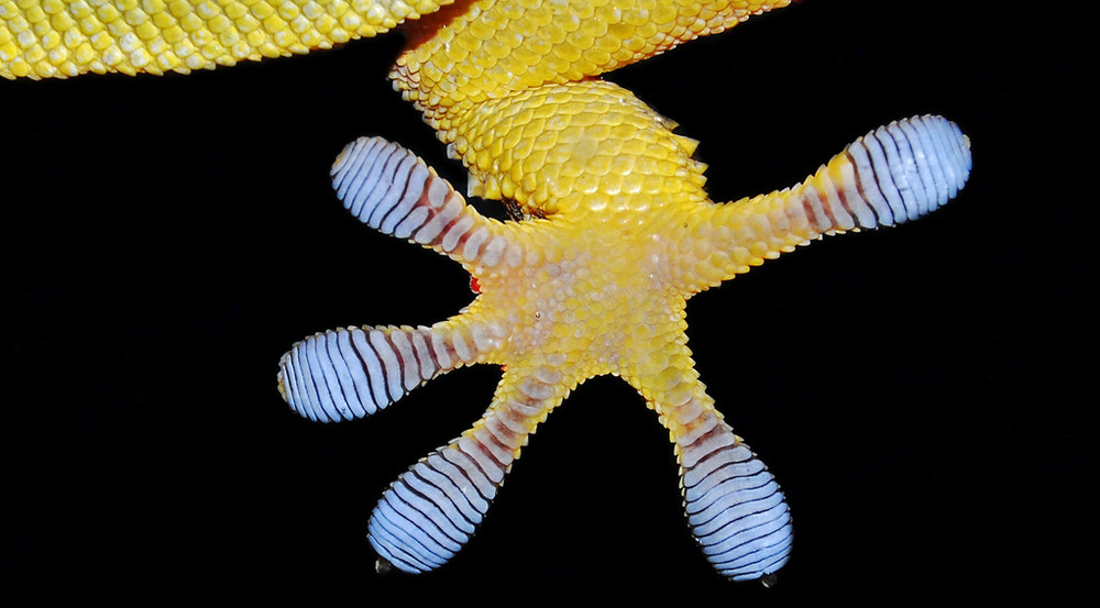 Die feinen Strukturen der Gecko-Füße gehören zu den bekanntesten Superklebern: extrem hohe Klebkraft, rückstandsfrei lösbar und vor allem 100 % biobasiert. Foto: ©nico99 - stock.adobe.com