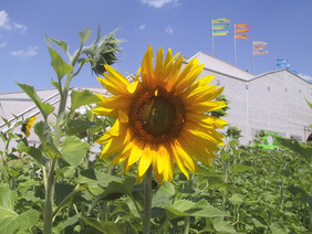 Das Öl der Sonnenblume wird u.a. zur Herstellung von Schmierstoffen, Farben und Lacken genutzt – im Hintergrund der Deutsche Pavillon auf der BUGA